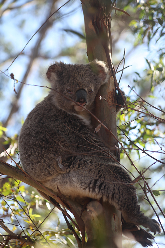 koala1resized